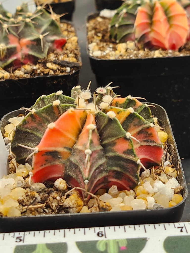 Gymnocalycium Mihanovichii Variegated Green with orange spikes and fuzz balls #5942 - Image 4