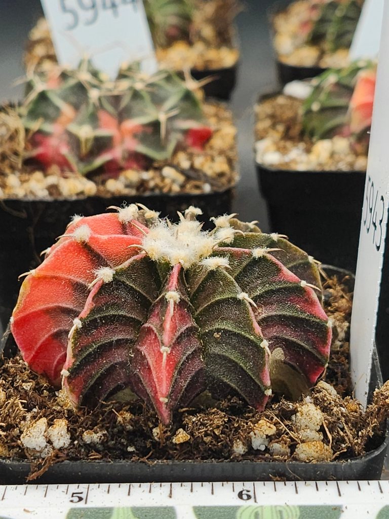 Gymnocalycium Mihanovichii Variegated orange and brown with spikes and fuzz balls #5943 - Image 4