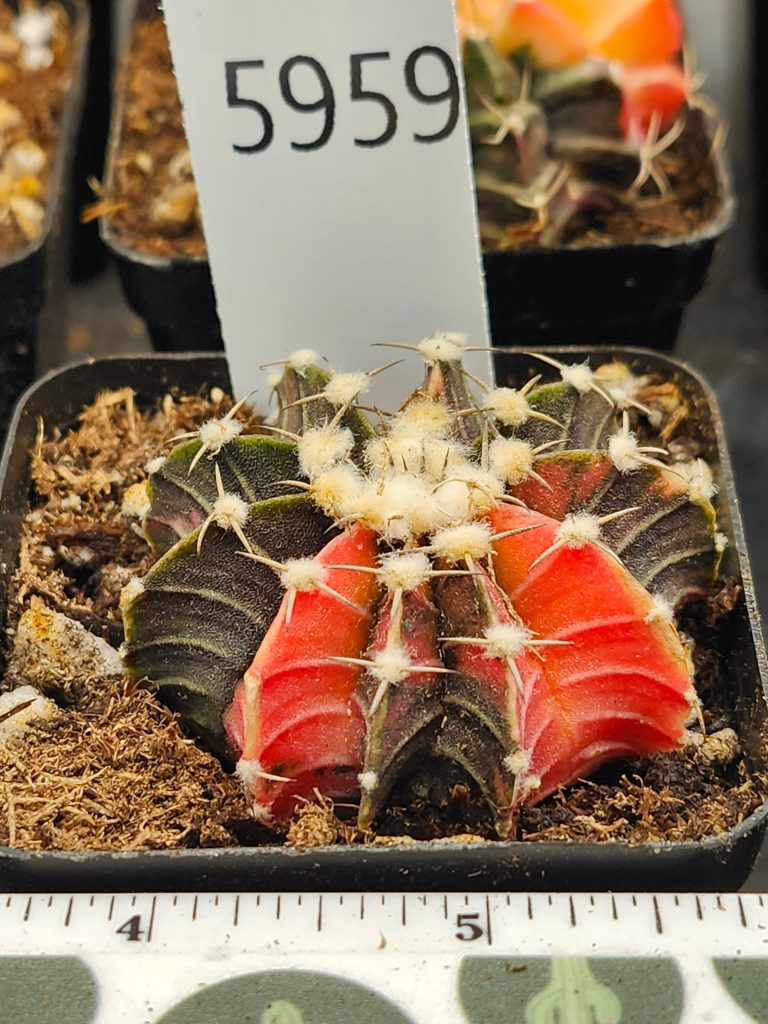 Gymnocalycium Mihanovichii Variegated red/orange with dark green/brown and fuzz balls #5959 - Image 4