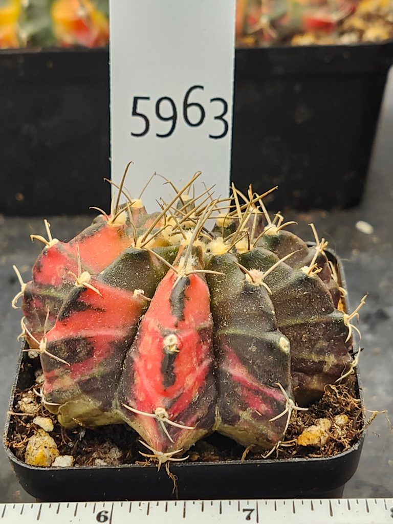 Gymnocalycium Mihanovichii Variegated brown/green with red/orange and spikes #5963 - Image 4