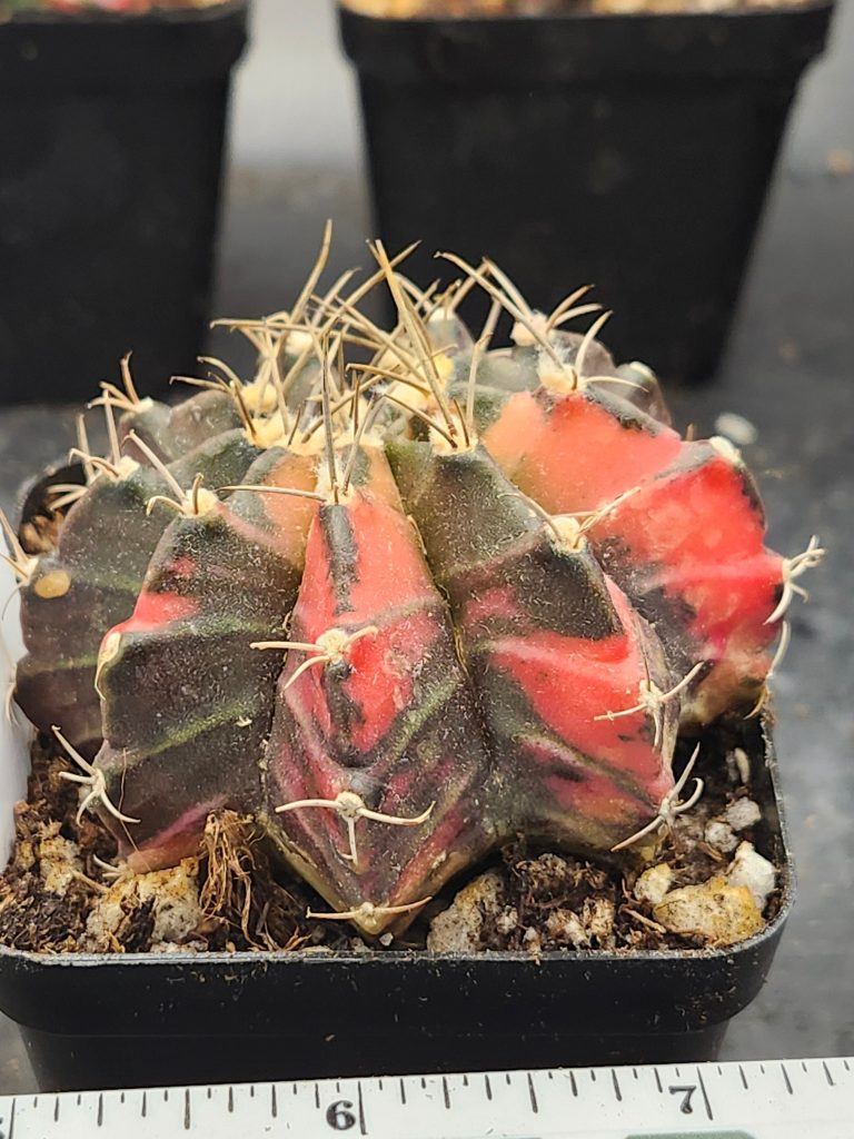 Gymnocalycium Mihanovichii Variegated brown/green with red/orange and spikes #5963 - Image 2