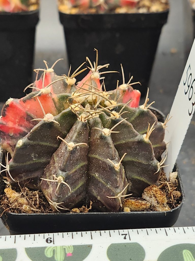 Gymnocalycium Mihanovichii Variegated brown/green with red/orange and spikes #5963 - Image 3