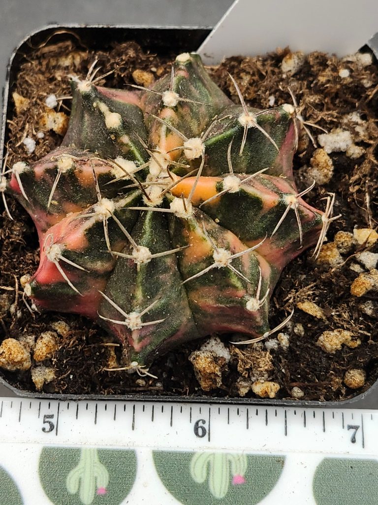 Gymnocalycium Mihanovichii Variegated mostly dark green/brown with red/yellow with spikes and fuzz balls #5967
