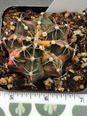 Gymnocalycium Mihanovichii Variegated mostly dark green/brown with red/yellow with spikes and fuzz balls #5967