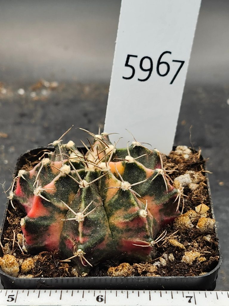 Gymnocalycium Mihanovichii Variegated mostly dark green/brown with red/yellow with spikes and fuzz balls #5967 - Image 3