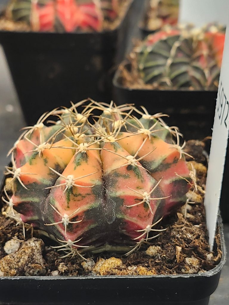 Gymnocalycium Mihanovichii Variegated yellow/orange with green and spikes #5972 - Image 3