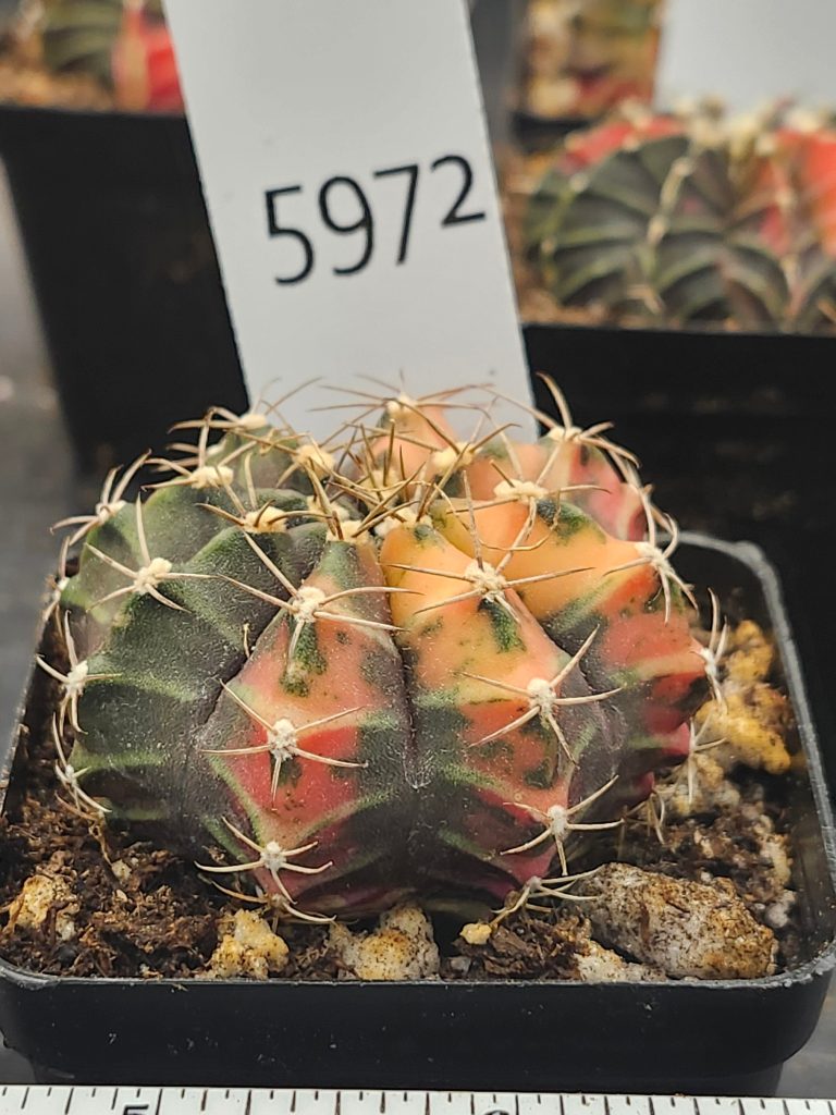 Gymnocalycium Mihanovichii Variegated yellow/orange with green and spikes #5972 - Image 2