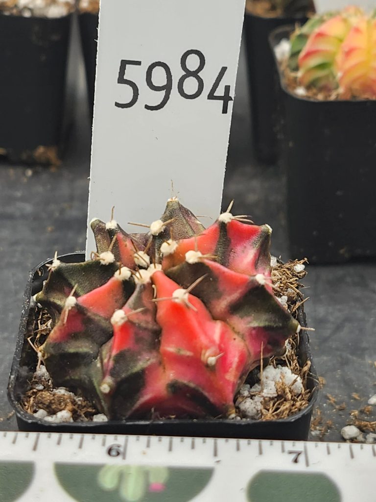 Gymnocalycium Mihanovichii Variegated bright red and brown with fuzz balls #5984 - Image 2