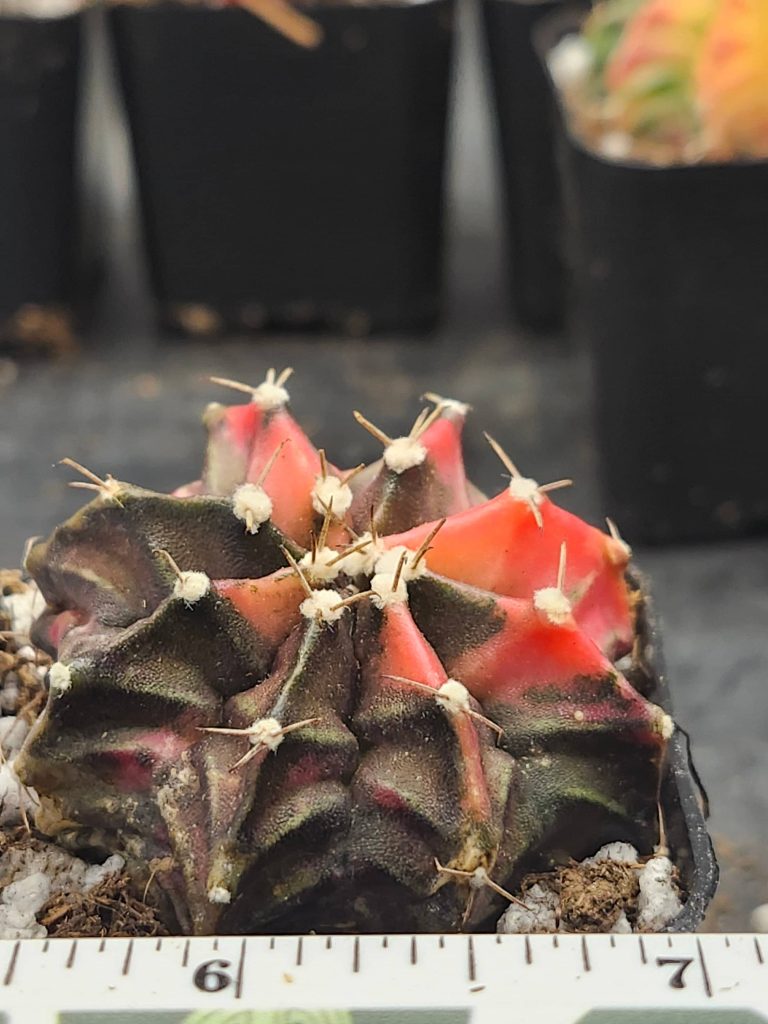 Gymnocalycium Mihanovichii Variegated bright red and brown with fuzz balls #5984 - Image 3