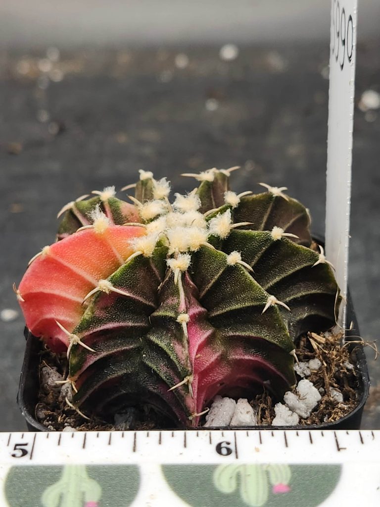 Gymnocalycium Mihanovichii Variegated mostly dark green/brown with a slice of red/orange and fuzz balls #5990 - Image 4