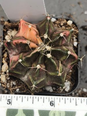 Gymnocalycium Mihanovichii Variegated green/brown with pink/yellow and spikes #6013
