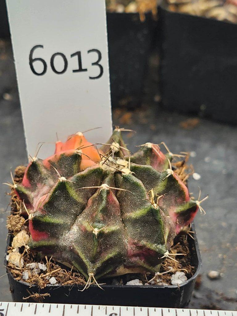 Gymnocalycium Mihanovichii Variegated green/brown with pink/yellow and spikes #6013 - Image 3