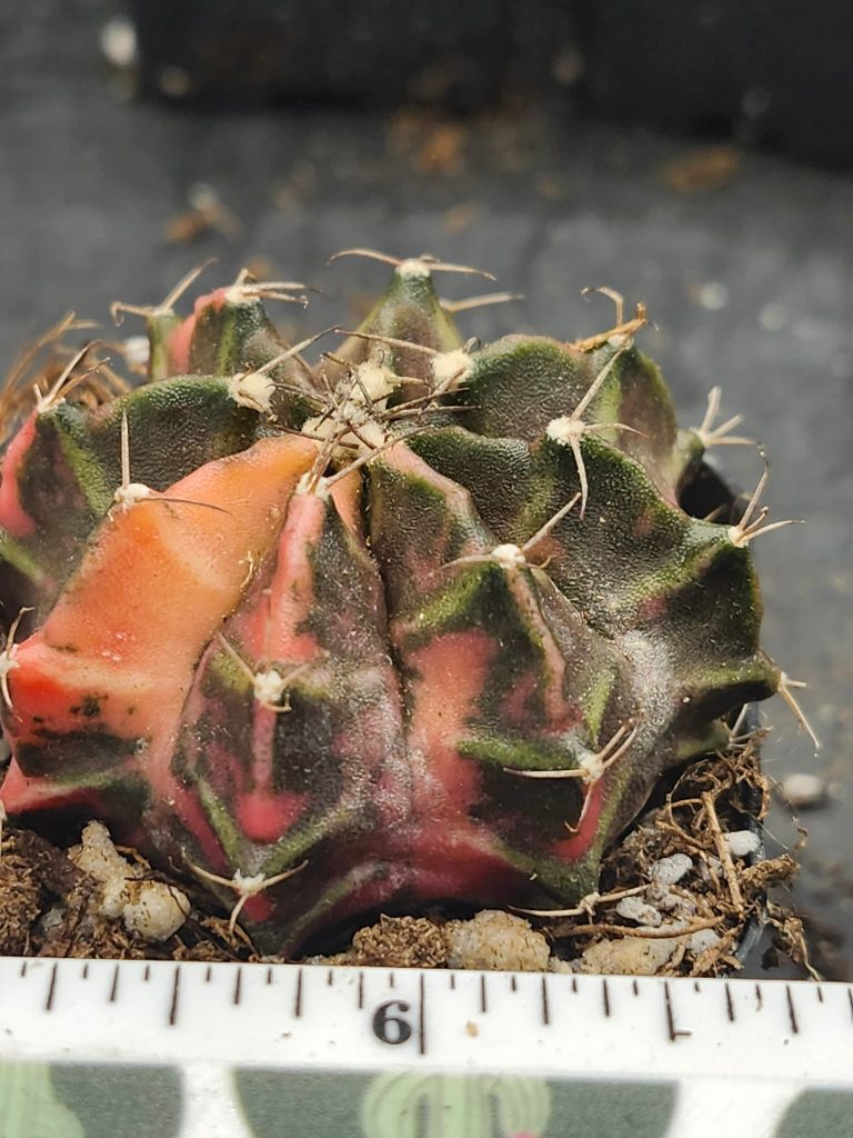 Gymnocalycium Mihanovichii Variegated green/brown with pink/yellow and spikes #6013 - Image 2