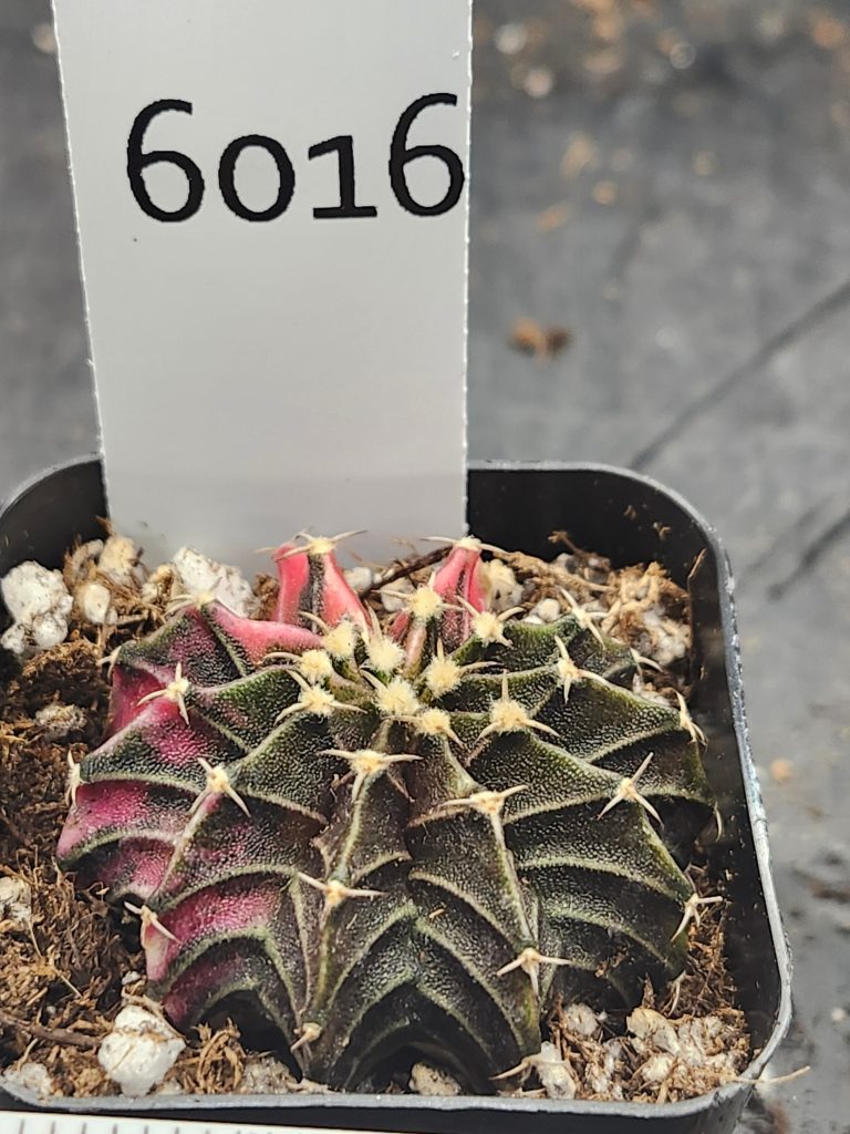 Gymnocalycium Mihanovichii Variegated dark green/brown with red slices and stripes #6016 - Image 2