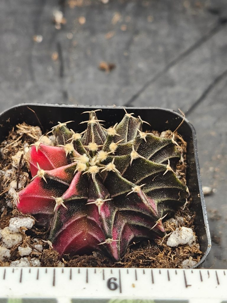 Gymnocalycium Mihanovichii Variegated dark green/brown with red slices and stripes #6016 - Image 4