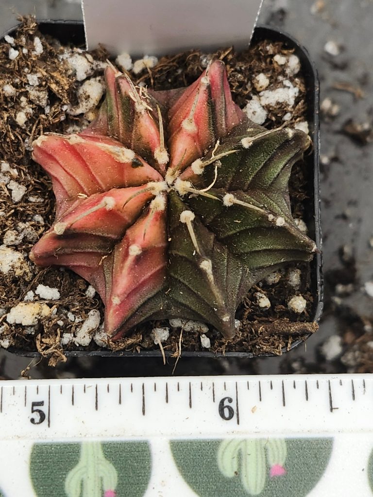 Gymnocalycium Mihanovichii Variegated brown/green with orange/yellow #6019 - Image 4