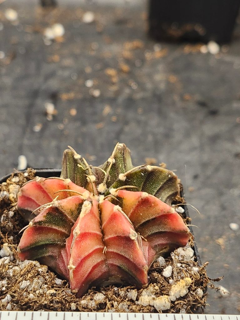 Gymnocalycium Mihanovichii Variegated brown/green with orange/yellow #6019 - Image 3