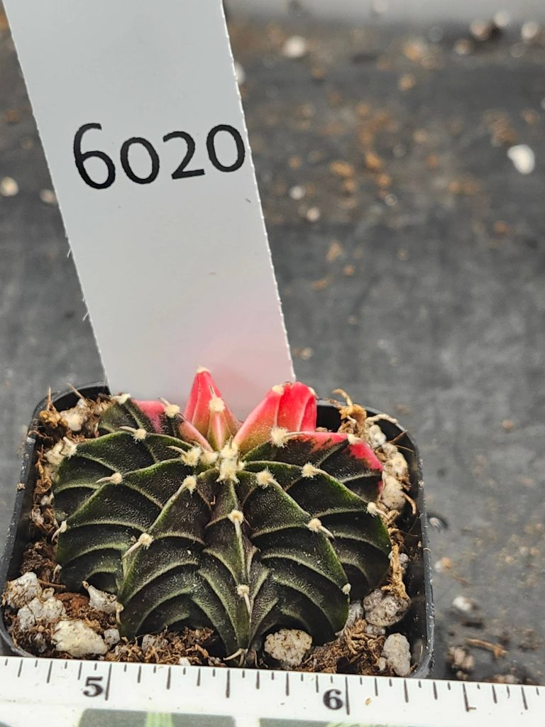 Gymnocalycium Mihanovichii Variegated dark green with bright pink #6020