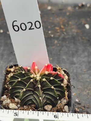 Gymnocalycium Mihanovichii Variegated dark green with bright pink #6020