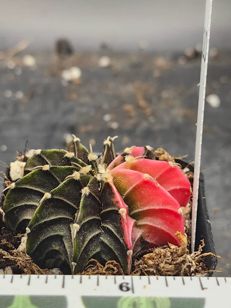 Gymnocalycium Mihanovichii Variegated dark green with bright pink #6020 - Image 2