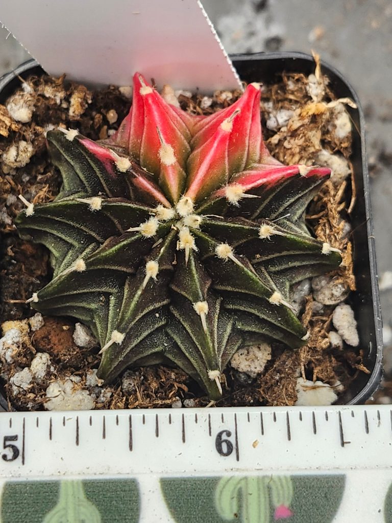 Gymnocalycium Mihanovichii Variegated dark green with bright pink #6020 - Image 4