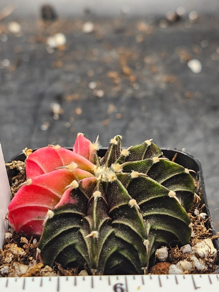 Gymnocalycium Mihanovichii Variegated dark green with bright pink #6020 - Image 3