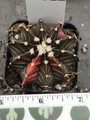 Gymnocalycium Mihanovichii Variegated mostly brown/dark green with bright red parts and fuzz balls #6022