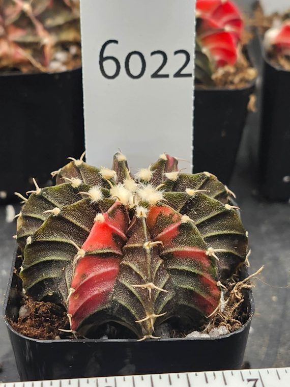 Gymnocalycium Mihanovichii Variegated mostly brown/dark green with bright red parts and fuzz balls #6022 - Image 2