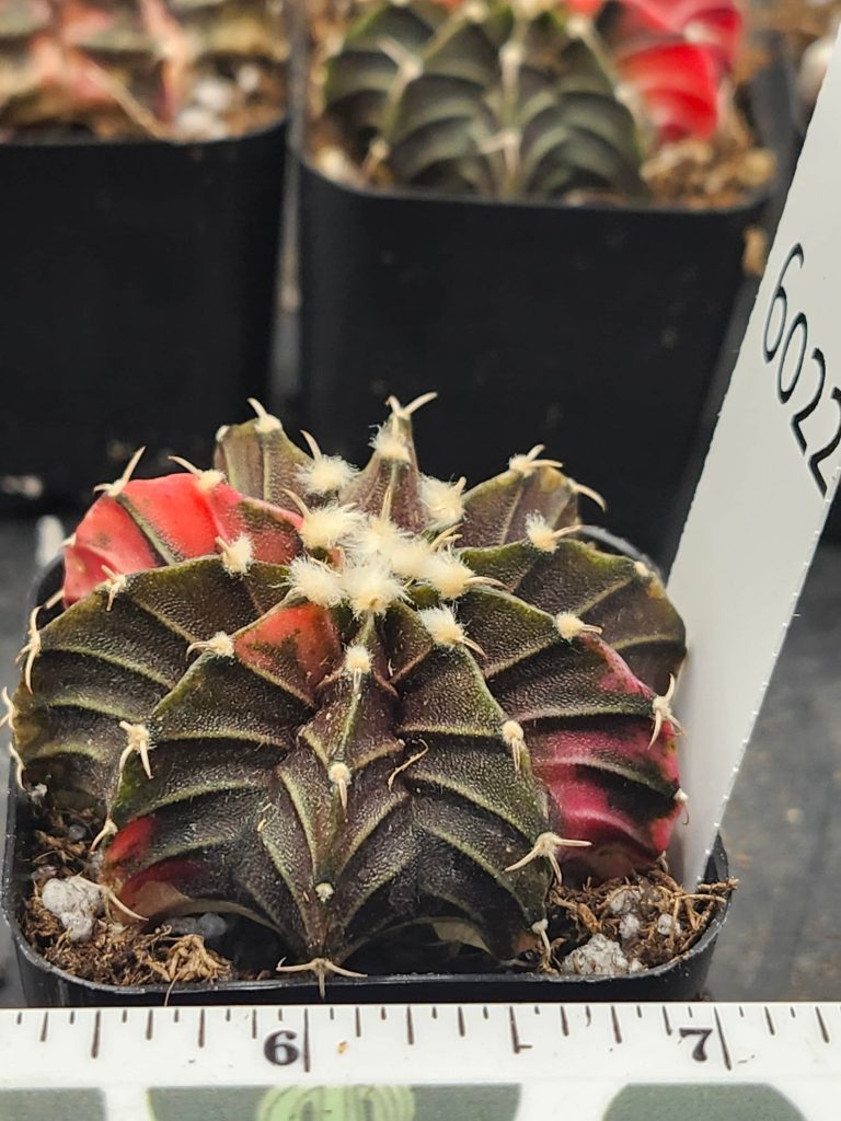 Gymnocalycium Mihanovichii Variegated mostly brown/dark green with bright red parts and fuzz balls #6022 - Image 4