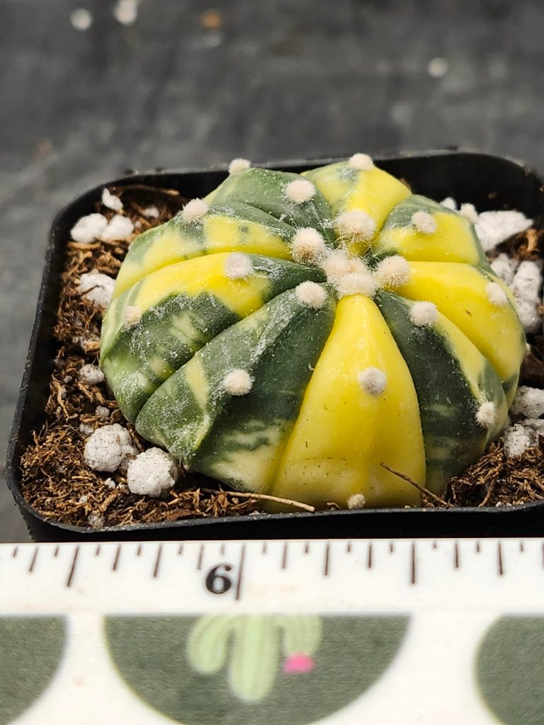 Astrophytum Variegated Cactus Beautiful tie-dye neon yellow and green #5878 - Image 3