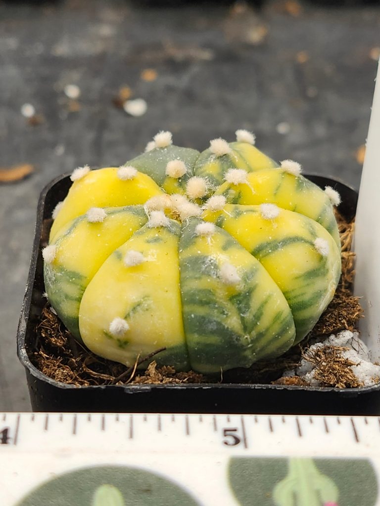 Astrophytum Variegated Cactus Beautiful lemon yellow with dark green #5885 - Image 2