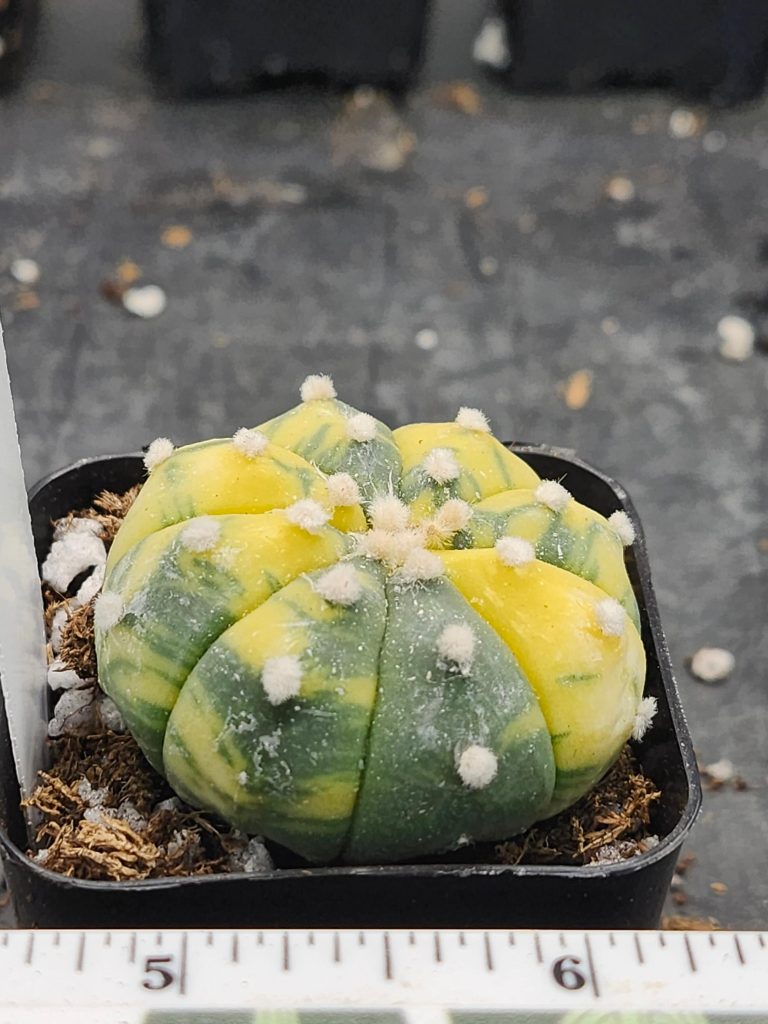 Astrophytum Variegated Cactus Beautiful lemon yellow with dark green #5885 - Image 3