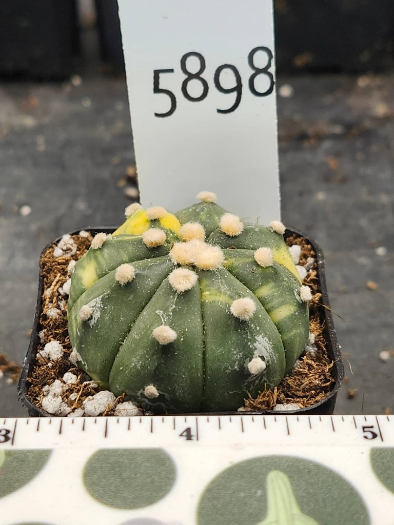 Astrophytum Variegated Cactus Beautiful mostly dark green with yellow spots and fuzz balls #5898