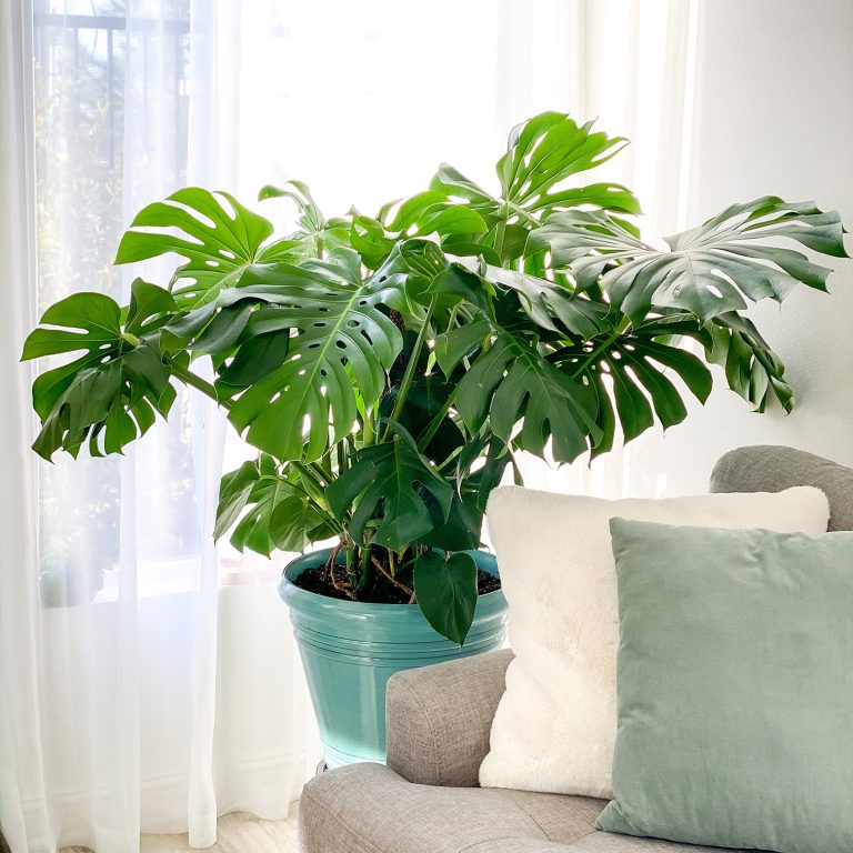 A Complete Care Guide for Monstera Plants