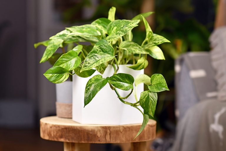 A Total Care Guide for Pothos Plants