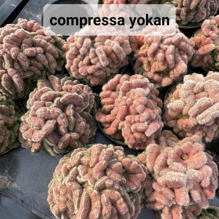 Comprehensive Care Guide for Mammillaria Compressa Yokan Cristata