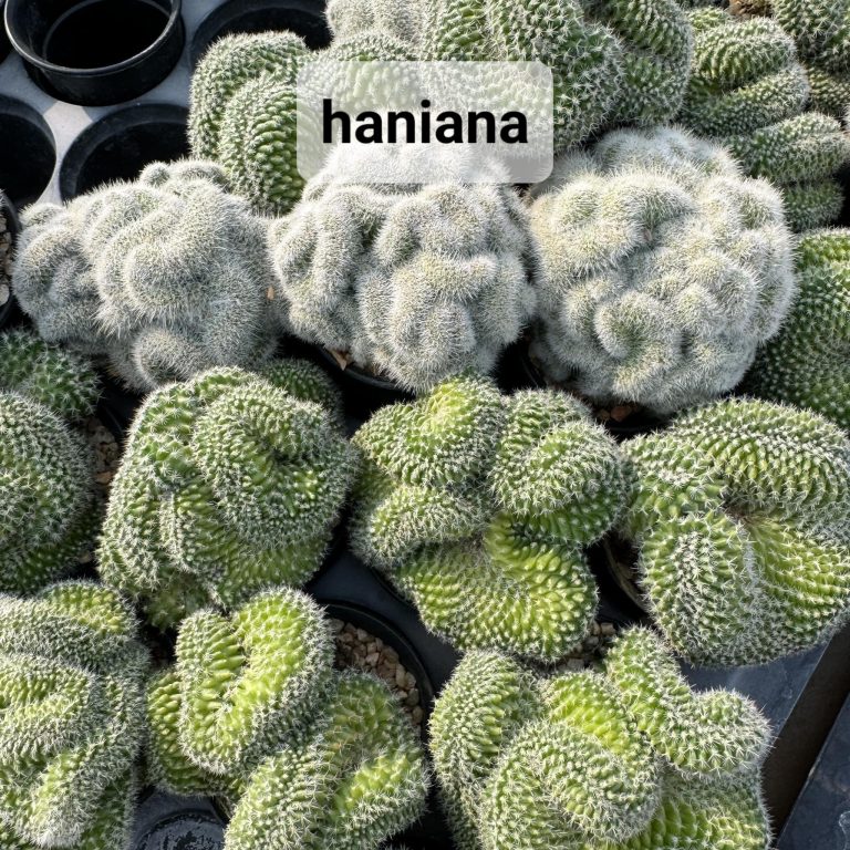 Comprehensive Care Guide for Mammillaria Haniana Cristata