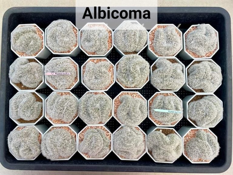 A Care Guide for Mammillaria Albicoma Bocasana Cristata
