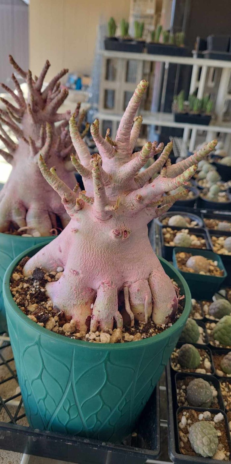 Comprehensive Care Guide for Adenium Arabicum