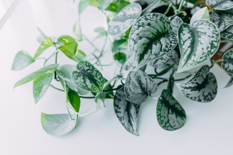 A Care Guide for Scindapsus Plants