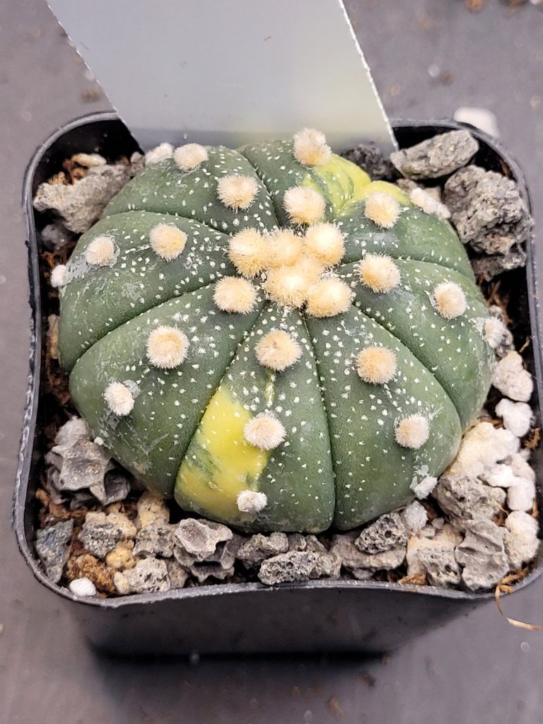 Astrophytum Variegated Cactus Beautiful dark green with big tufts #6191 - Image 2