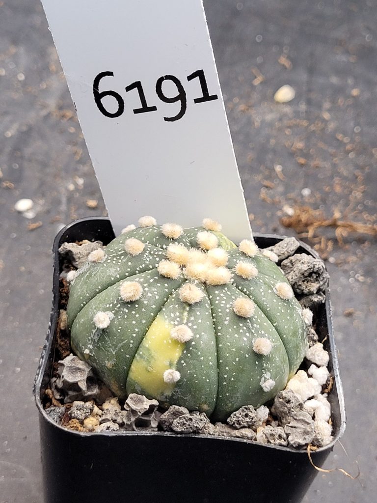 Astrophytum Variegated Cactus Beautiful dark green with big tufts #6191