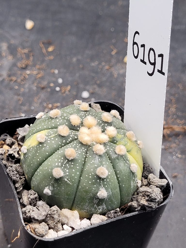 Astrophytum Variegated Cactus Beautiful dark green with big tufts #6191 - Image 4