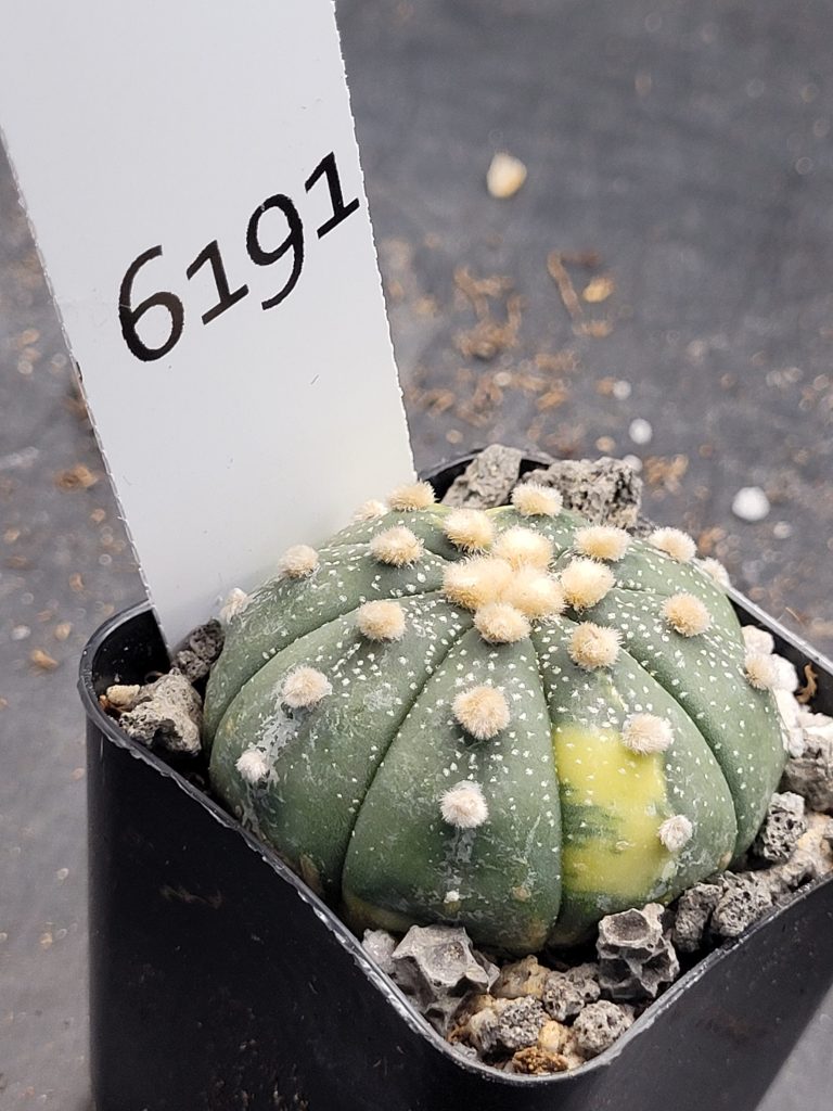 Astrophytum Variegated Cactus Beautiful dark green with big tufts #6191 - Image 3