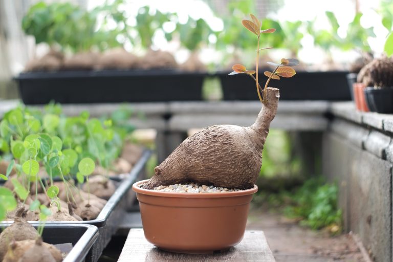Phyllanthus Mirabilis Care Guide: Nurturing the Exotic Beauty