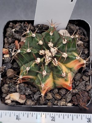 Gymnocalycium Mihanovichii Variegated Cactus #7014 in 2.75" Pot Unique Fat Ribs and Big Tufts