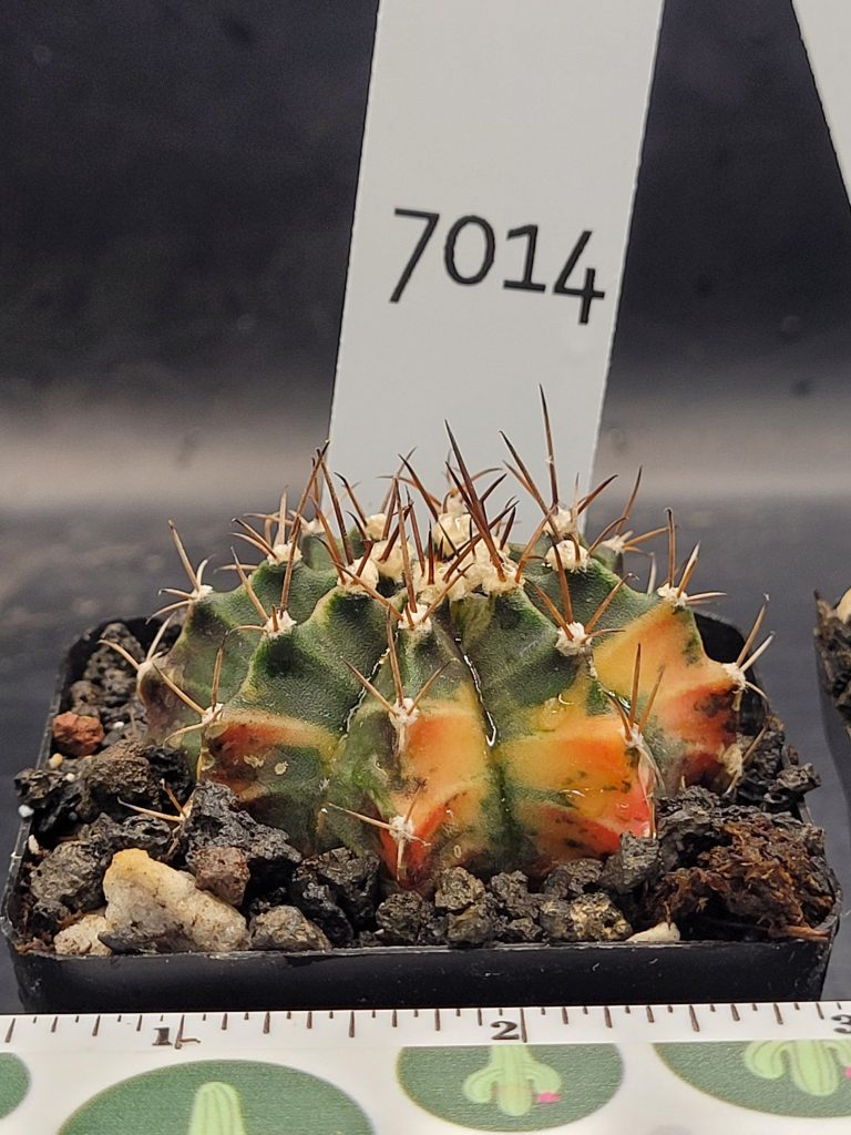 Gymnocalycium Mihanovichii Variegated Cactus #7014 in 2.75" Pot Unique  Fat Ribs and Big Tufts - Image 3
