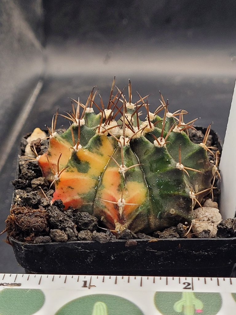 Gymnocalycium Mihanovichii Variegated Cactus #7014 in 2.75" Pot Unique  Fat Ribs and Big Tufts - Image 2