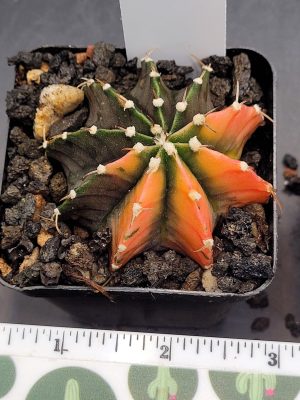 Gymnocalycium Mihanovichii Variegated Cactus #7018 in 2.75" Pot Vibrant Orange with Green Valleys