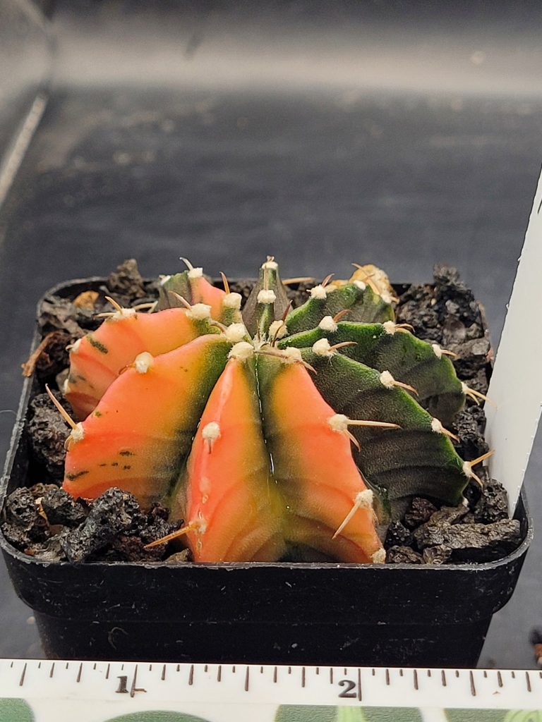Gymnocalycium Mihanovichii Variegated Cactus #7018 in 2.75" Pot Vibrant Orange with Green Valleys - Image 2